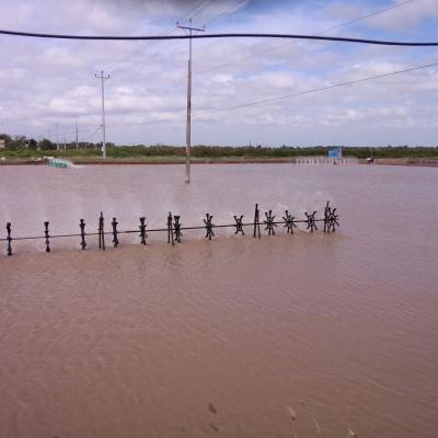 Ảnh hưởng của thủy triều đỏ đến thủy sản